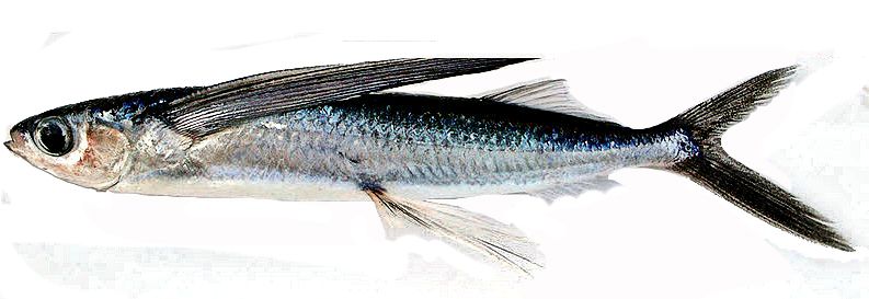 Cheilopogon pinnnatibarbatus_010